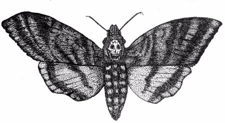 Бабочка бражник мертвая голова