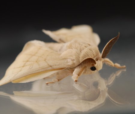 Мотылек тутового шелкопряда