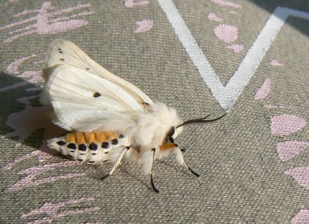 Венесуэльский пуделевый мотылек гусеница