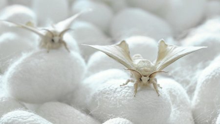 Венесуэльский пуделевый мотылек тутовый шелкопряд