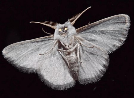 Моль платяная шелкопряд