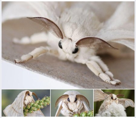 Тутовый шелкопряд гусеница