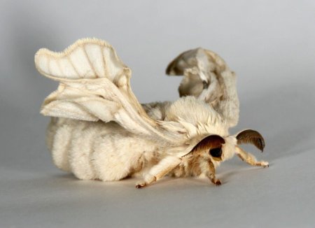 Венесуэльский пуделевый мотылек тутовый шелкопряд