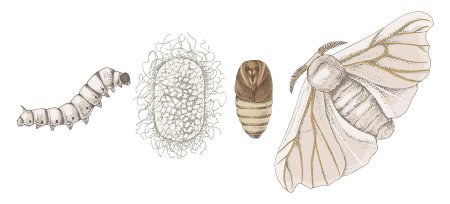 Тутовый шелкопряд метаморфоз