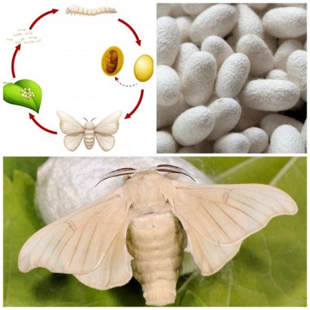 Тутовый шелкопряд гусеница шелк