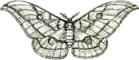 Тутовый шелкопряд бабочка арт