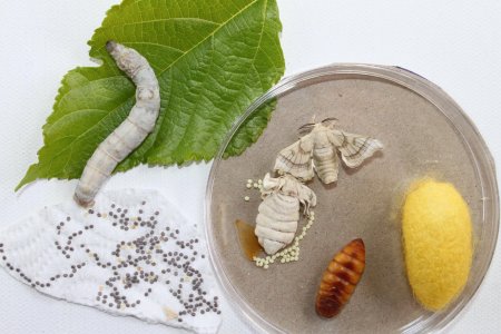 Кокон гусеницы шелкопряда