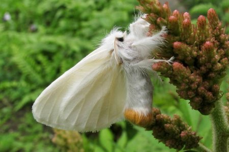 Златогузка (euproctis chrysorrhoea)