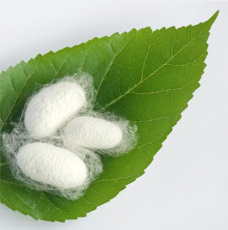 Кокон тутового шелкопряда для лица