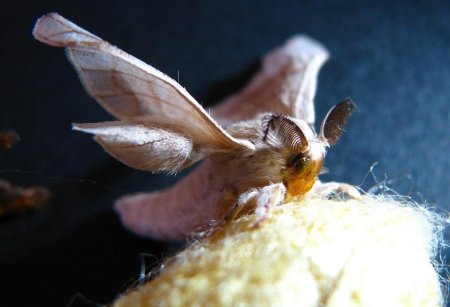 Тутовый шелкопряд бабочка