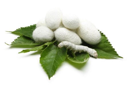 Гусеницы тутового шелкопряда коконы