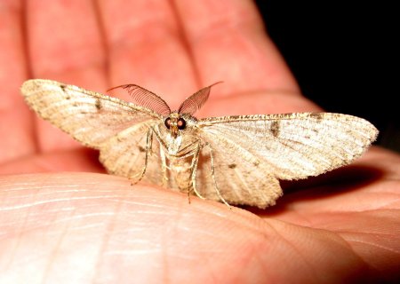 Eupithecia nabokovi
