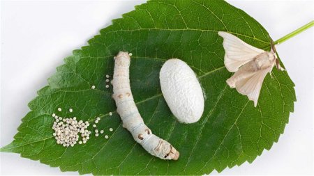 Кокон тутового шелкопряда