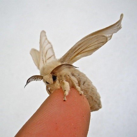 Венесуэльский пуделевый мотылек тутовый шелкопряд