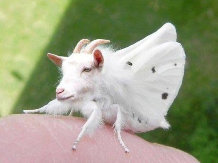 Американская белая бабочка hyphantria cunea drury