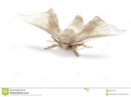 Шелкопряд бабочка