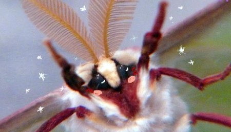 Мотылек насекомое