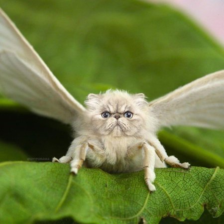 Венесуэльский пуделевый мотылек тутовый шелкопряд