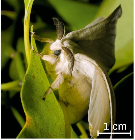 Венесуэльский тутовый шелкопряд