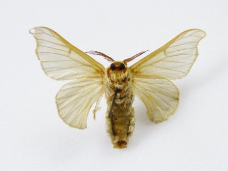 Мотылек тутового шелкопряда