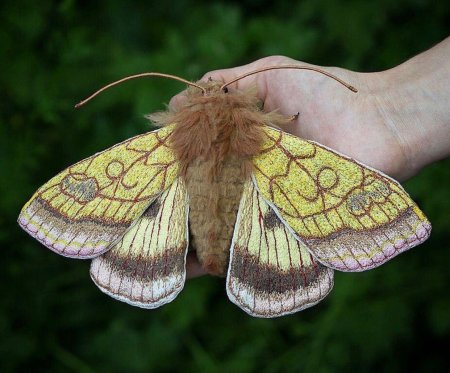 Кольчатый коконопряд бабочка