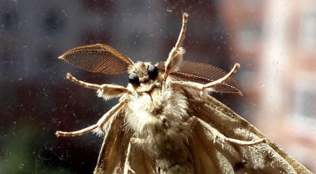 Моль бабочка