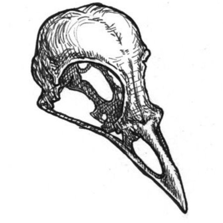 Черепа птиц