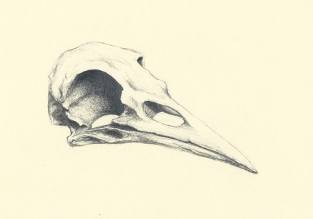 Черепа животных