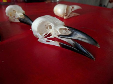 Вороний череп