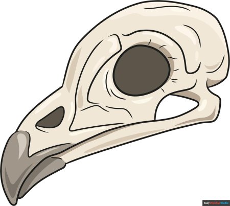 Черепа птиц