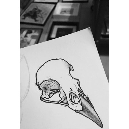 Черепа птиц