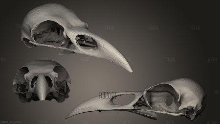 Вороний череп