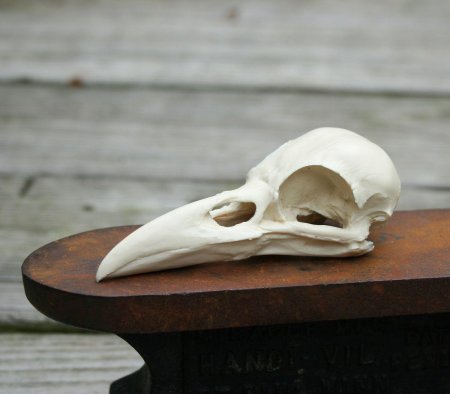 Птичий череп