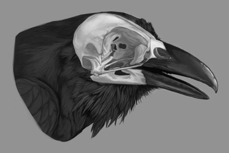 Ворон анатомия