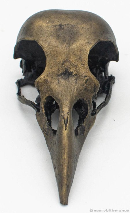 Череп ворона спереди