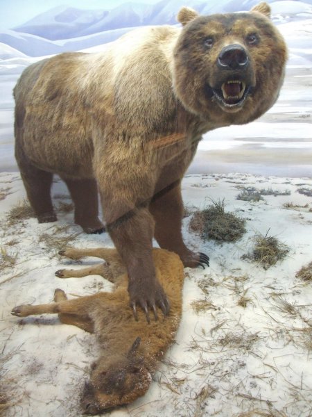Гигантский короткомордый медведь