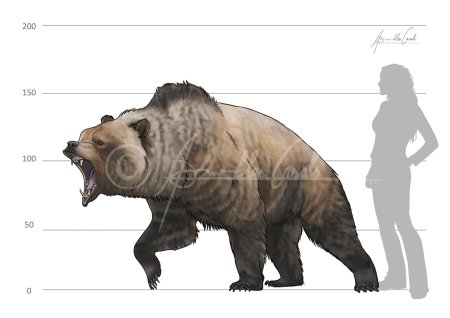 Урсус тираннус