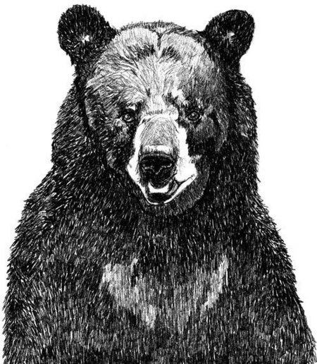 Медведи рисунки