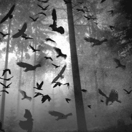 Стая воронов эстетика