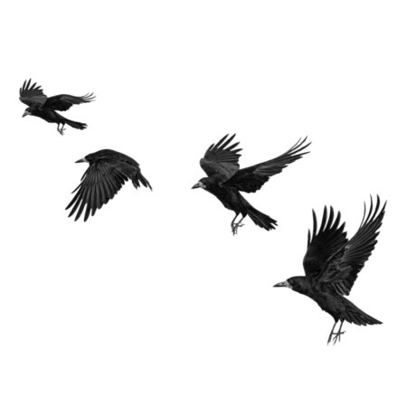 Ворона на белом фоне