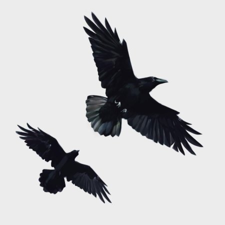 Crow flying