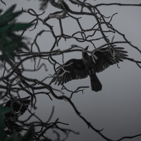 Ворона на ветке