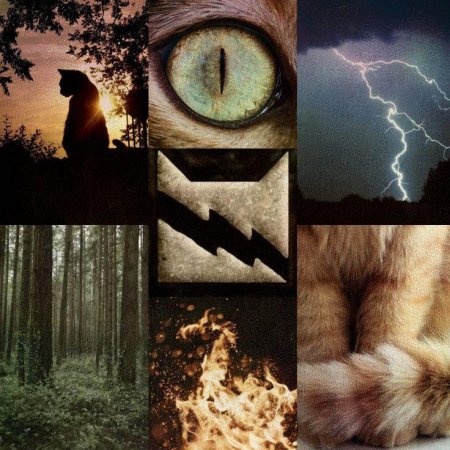 Коты воители эстетика