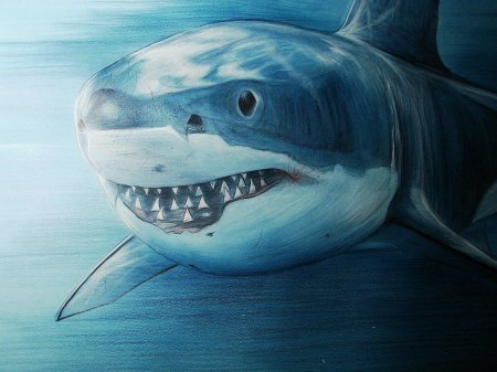 Картина акула