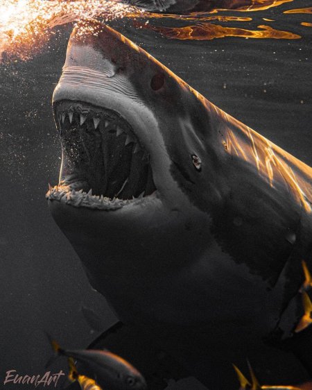 Красное море акулы мегалодон