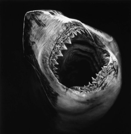 Мегалодон челюсть