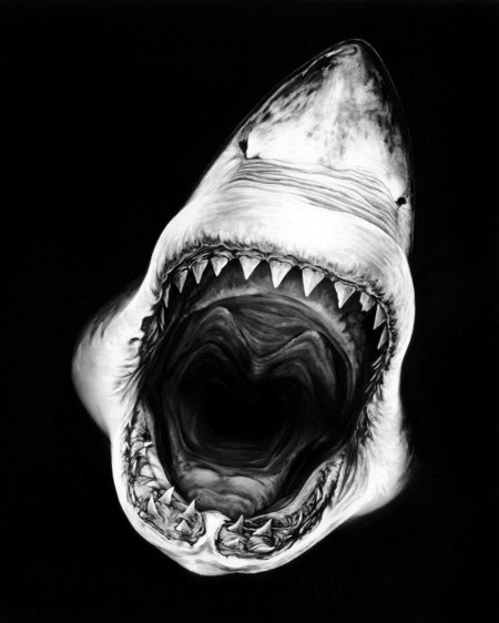 Акула большая белая