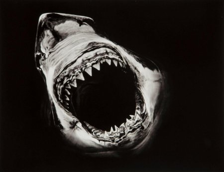 Пасть акулы