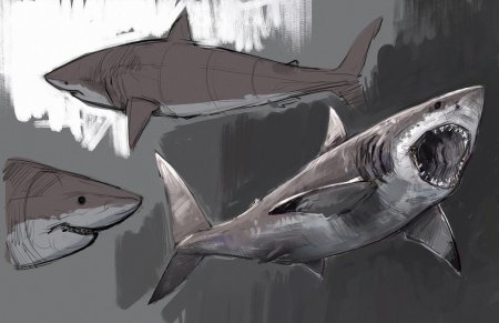Акула референс