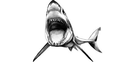Пасть акулы рисунок